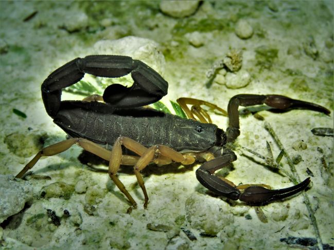 Alacranes ayudan al combate de las cucarachas